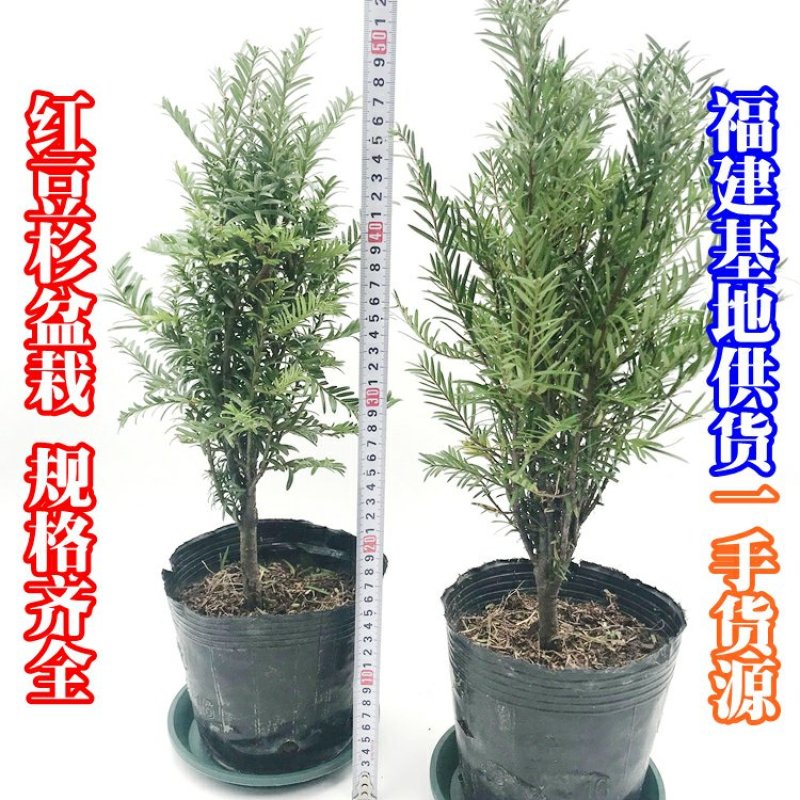红豆杉盆栽苗种植户直销一手货源视频看货长期供应量大从优