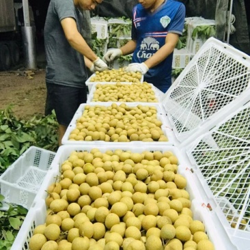 龙眼