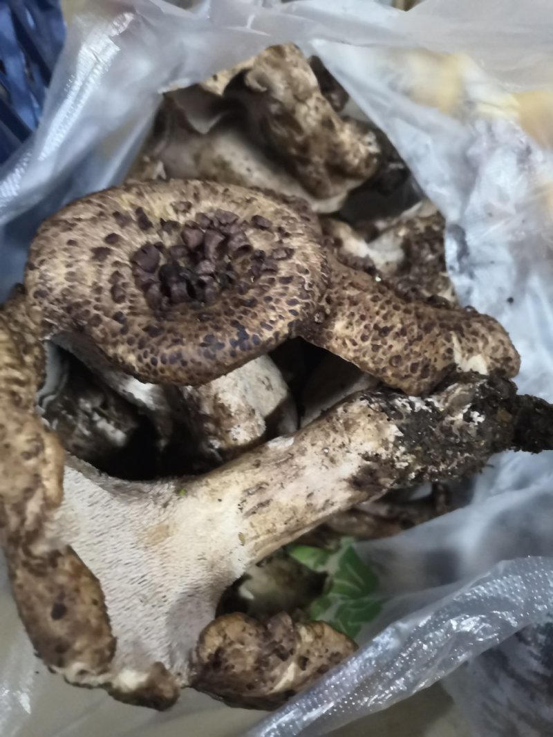 新鲜黑虎掌菌产地一件代发批发顺丰包邮