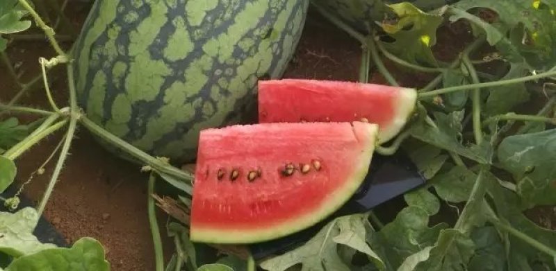 【有好货】金成5号花长瓜中晚熟大果型不易裂果900粒/罐