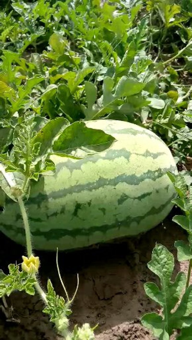 【有好货】金成5号花长瓜中晚熟大果型不易裂果900粒/罐