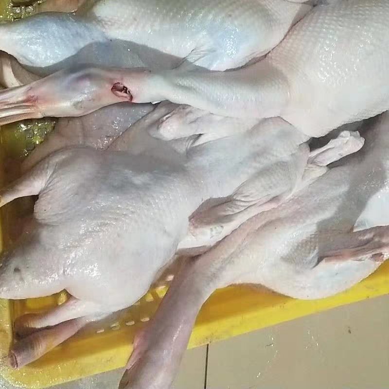【白条鸭】-樱桃谷白鸭和桂柳白鸭（广东港式烧鸭专用）