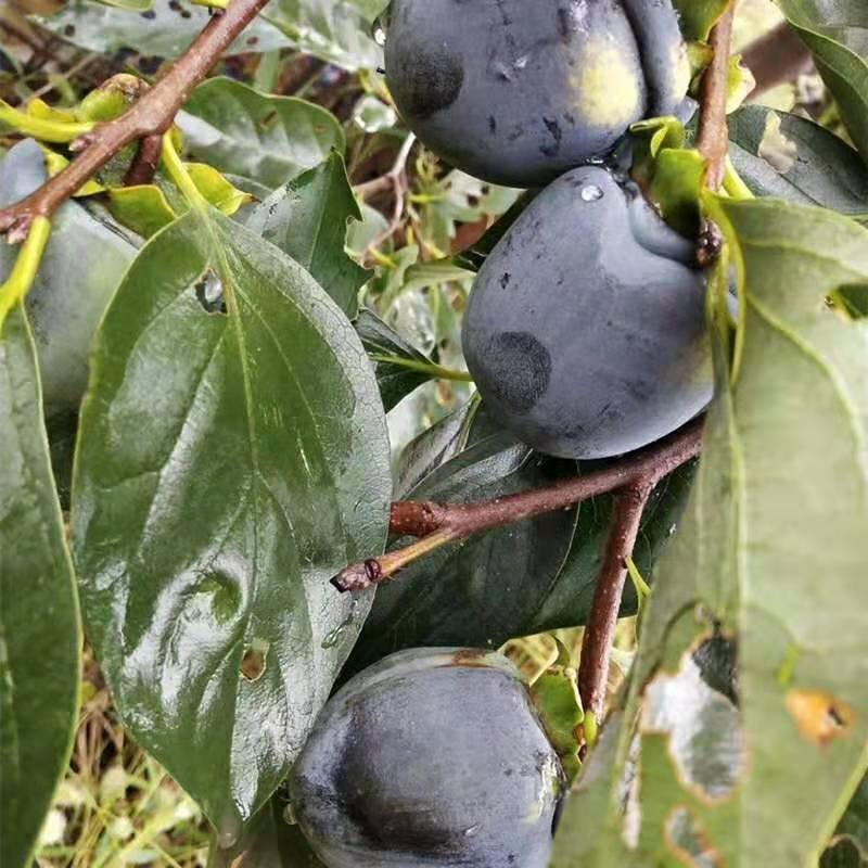 柿子苗嫁接黑柿子树苗水果苗柿子苗南方北方种植庭院盆栽