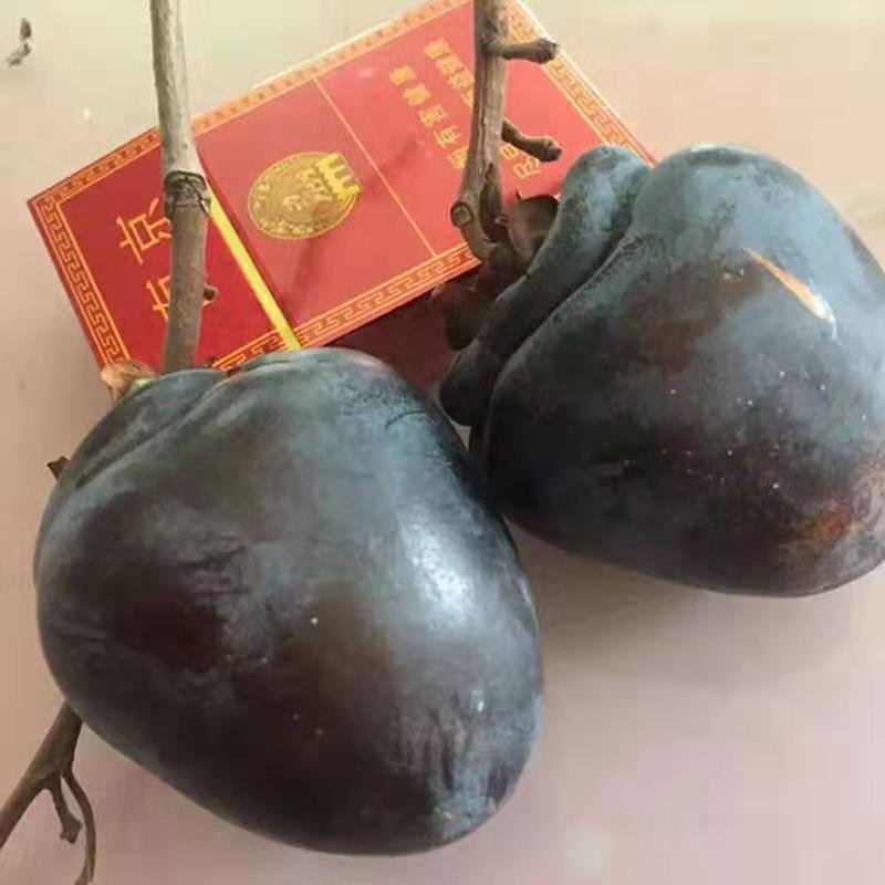 柿子苗嫁接黑柿子树苗水果苗柿子苗南方北方种植庭院盆栽