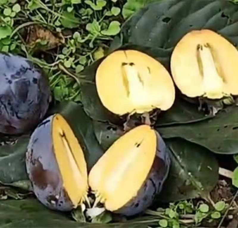 柿子苗嫁接黑柿子树苗水果苗柿子苗南方北方种植庭院盆栽