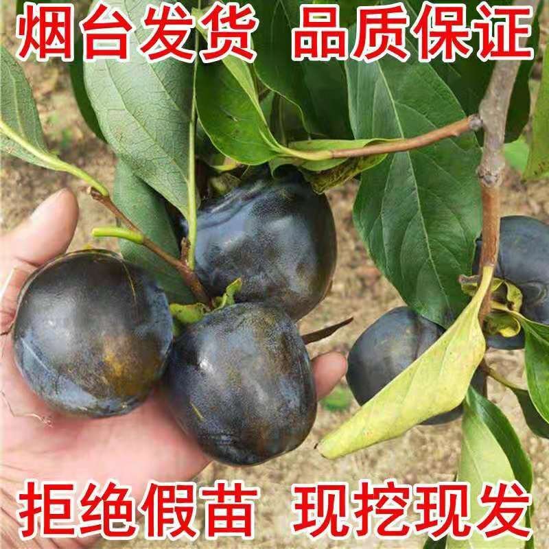 柿子苗嫁接黑柿子树苗水果苗柿子苗南方北方种植庭院盆栽