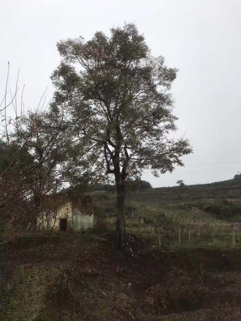 丛生朴树单杆朴树30---80公分