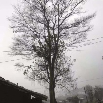 丛生朴树单杆朴树30---80公分