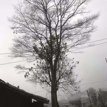 丛生朴树单杆朴树30---80公分