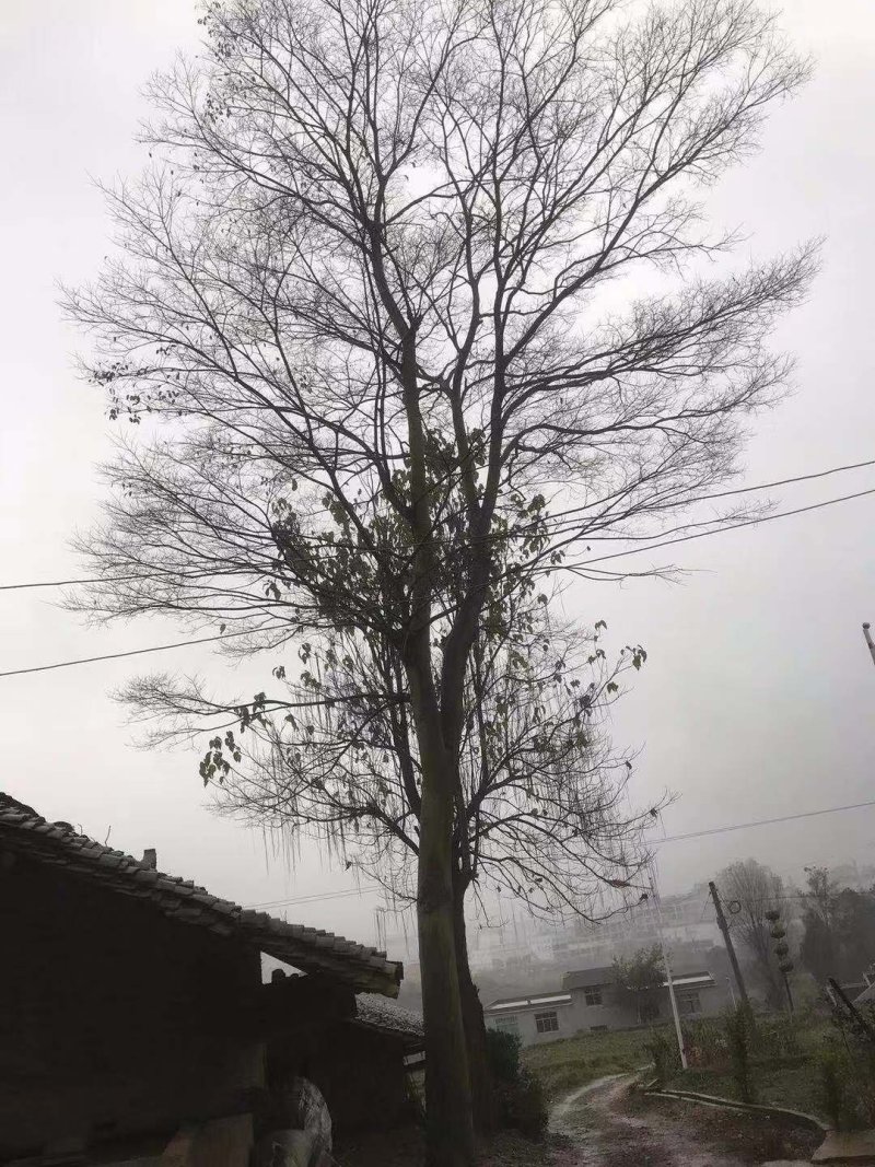 丛生朴树单杆朴树30---80公分