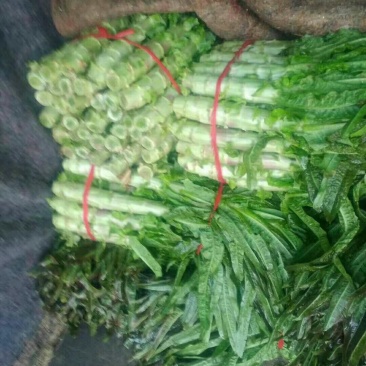 红叶笋大量出货，由新野鑫原绿专业合作社经销，支恃在一亩田