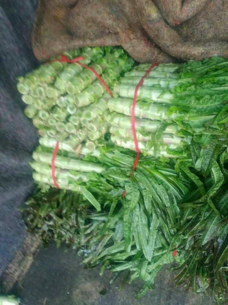 红叶笋大量出货，由新野鑫原绿专业合作社经销，支恃在一亩田