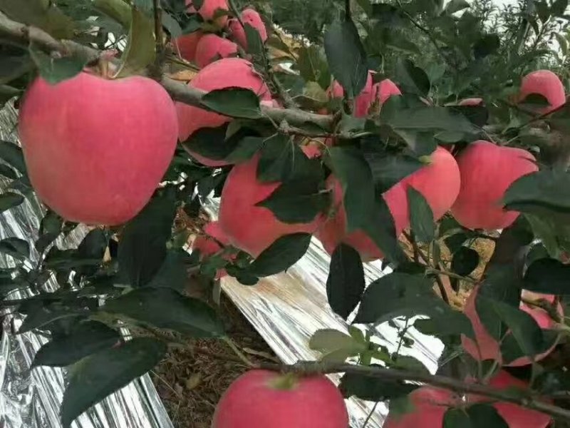 苹果苗红星苹果苗六代中秋国庆上市