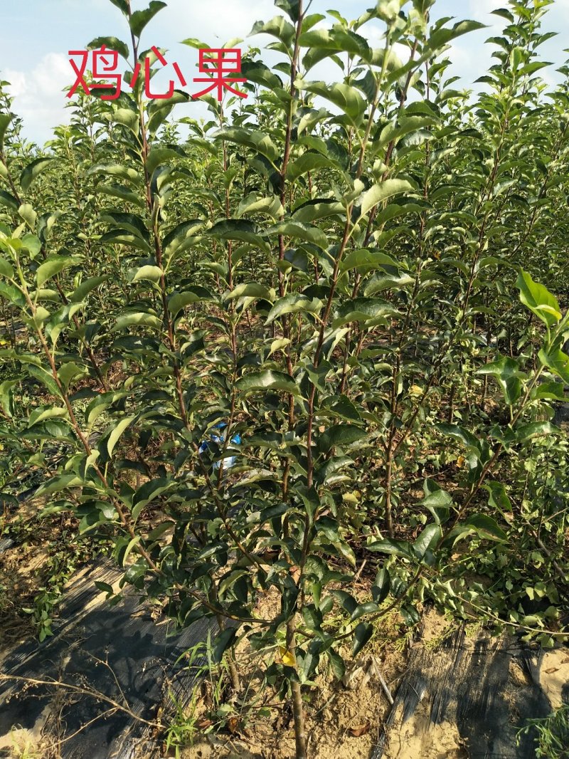 苹果苗红星苹果苗六代中秋国庆上市