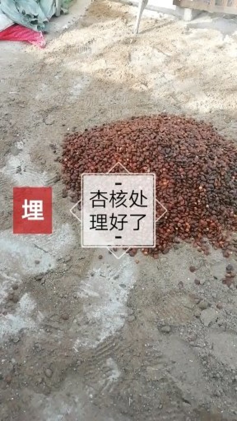 杏胡沙藏杏核种子处理好的