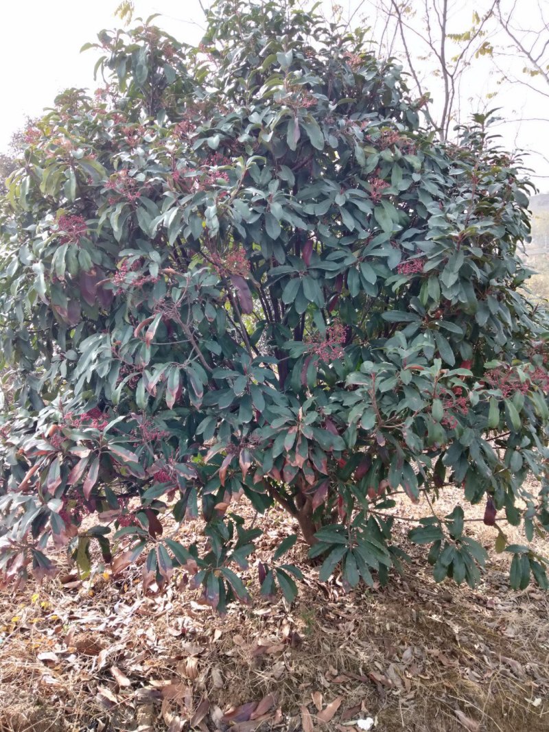 石楠优质苗木大量现货供应