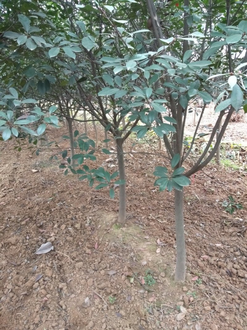石楠优质苗木大量现货供应