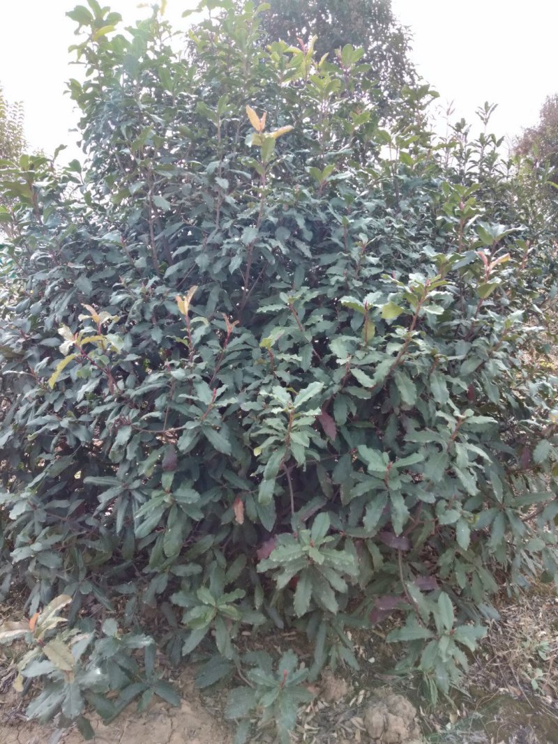 石楠优质苗木大量现货供应
