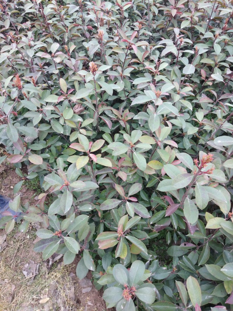 石楠优质苗木大量现货供应