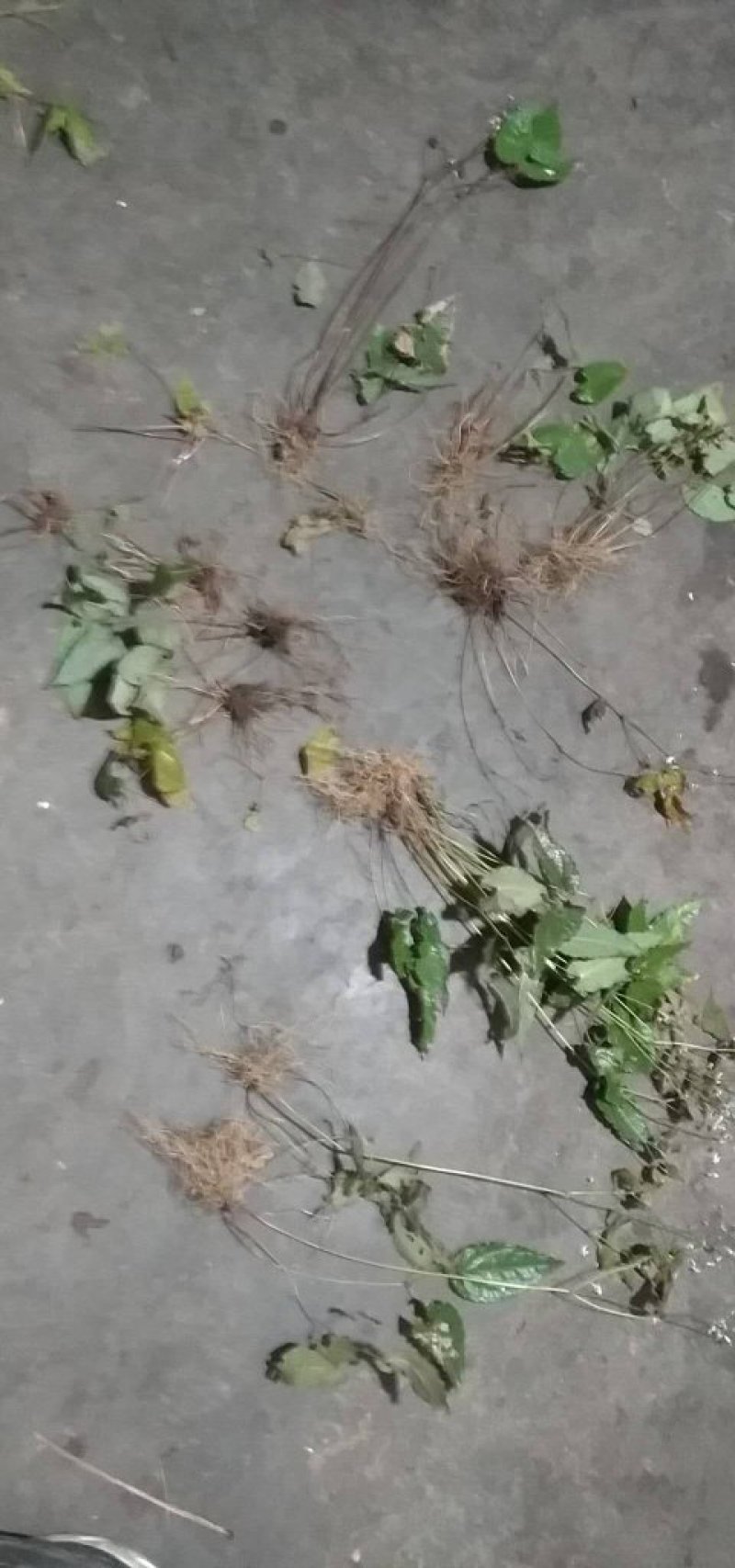 淫羊藿种苗老根苗根须发达成活率高出苗收益快。