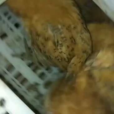 土鸡苗，三色脚土鸡苗，红瑶公鸡苗