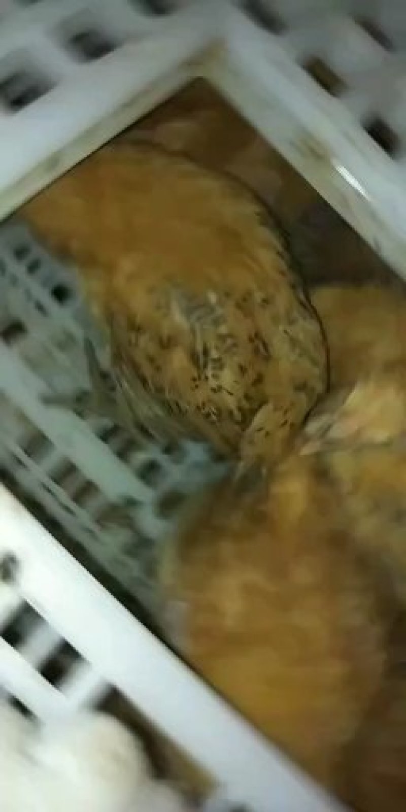 土鸡苗，三色脚土鸡苗，红瑶公鸡苗