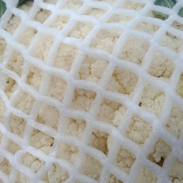 滑县蔬菜大棚万亩种植园区