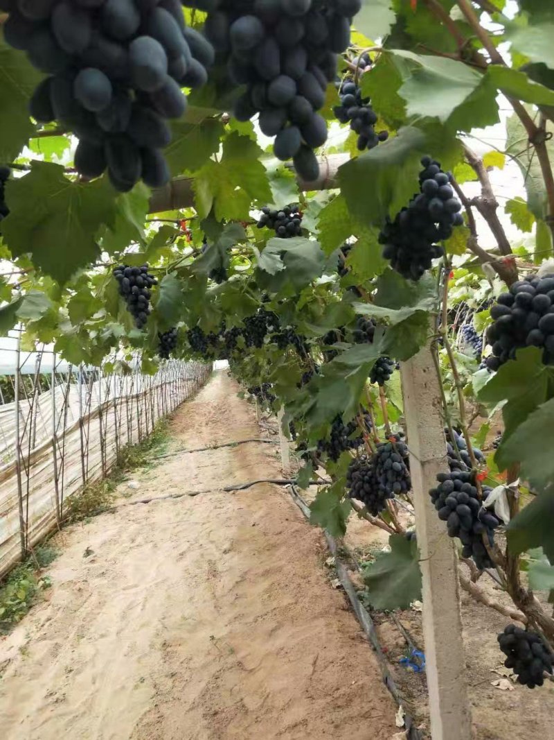 紫甜无核葡萄苗（A17），自然大粒无核糖度高，可切片制干