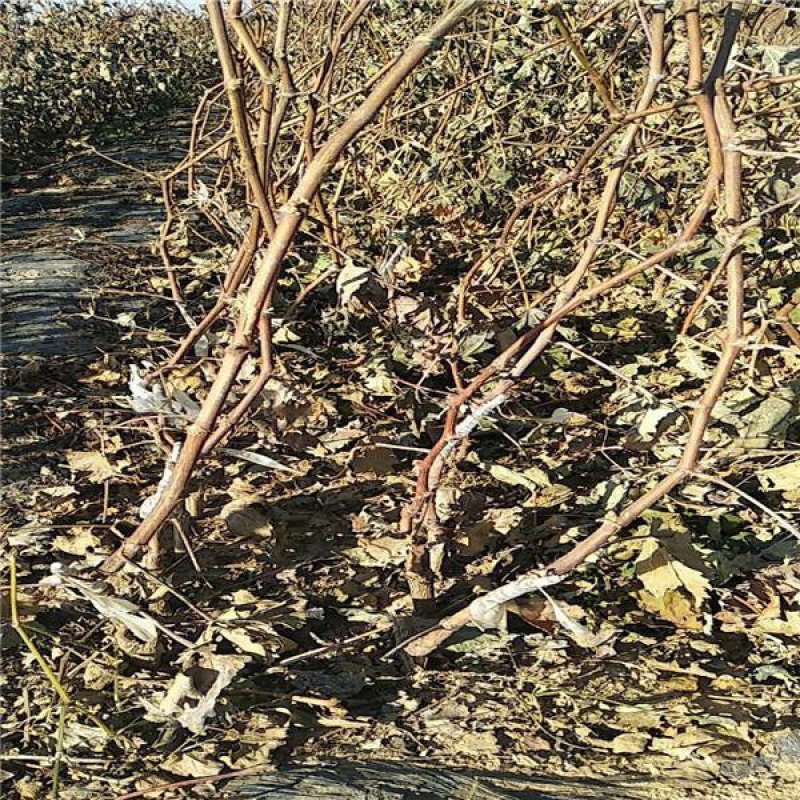 紫甜无核葡萄苗（A17），自然大粒无核糖度高，可切片制干