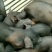 苏太黑母猪新淮仔猪北京黑莱芜黑里岔黑猪等全国包邮包活