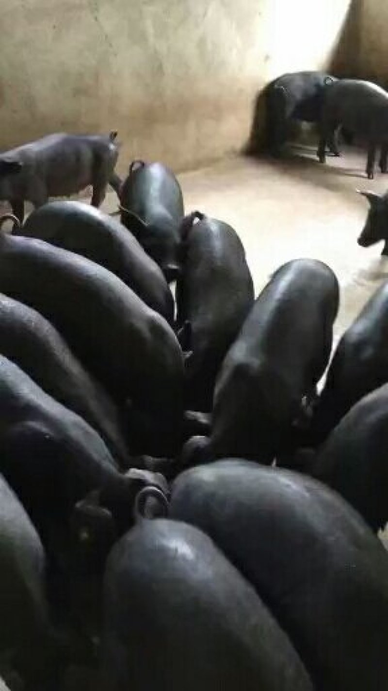 苏太黑母猪新淮仔猪北京黑莱芜黑里岔黑猪等全国包邮包活