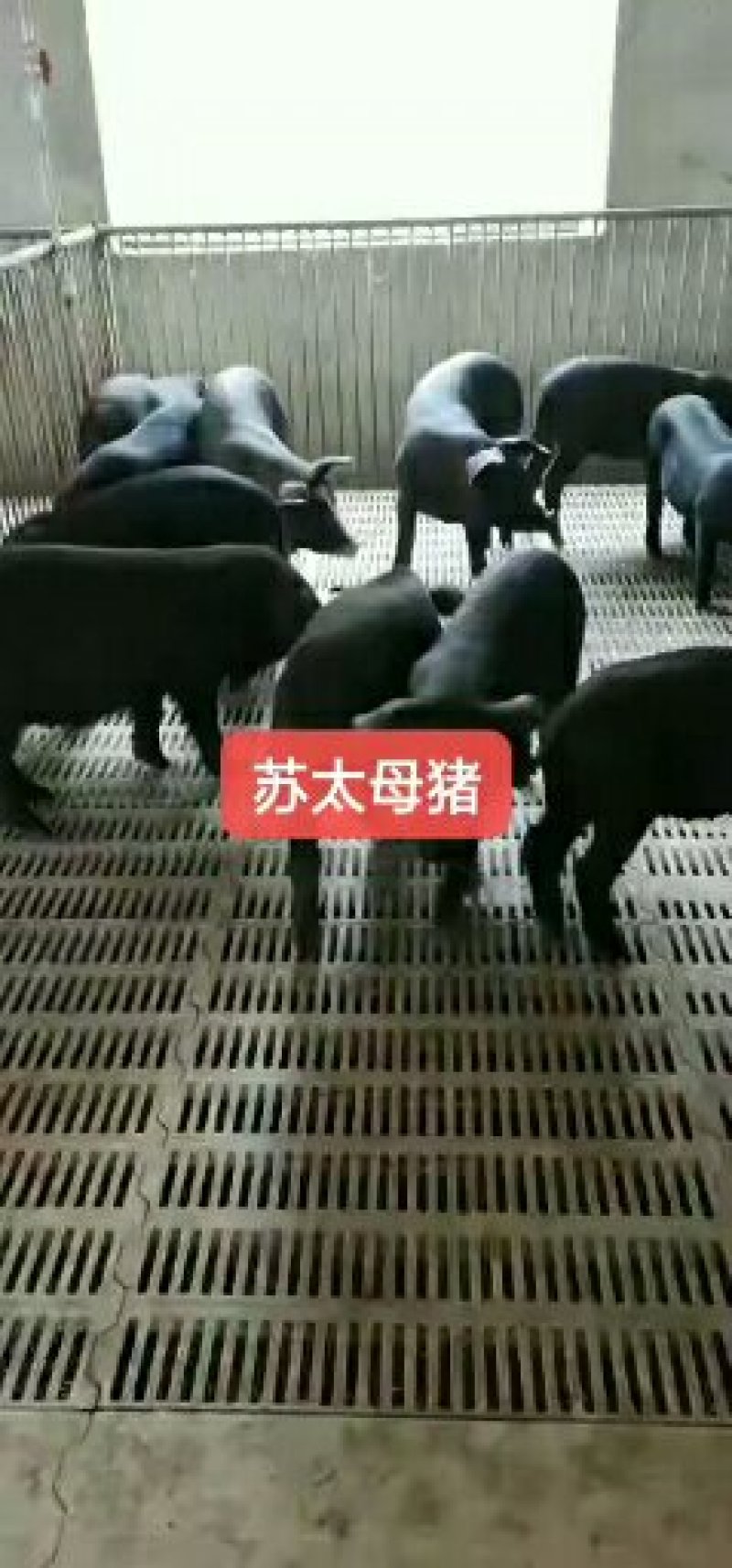 苏太黑母猪新淮仔猪北京黑莱芜黑里岔黑猪等全国包邮包活