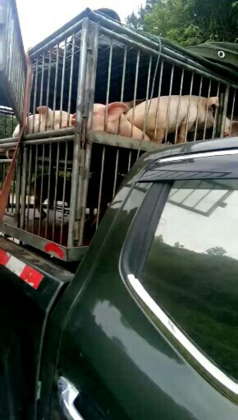 苏太黑母猪新淮仔猪北京黑莱芜黑里岔黑猪等全国包邮包活