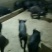 苏太黑母猪新淮仔猪北京黑莱芜黑里岔黑猪等全国包邮包活