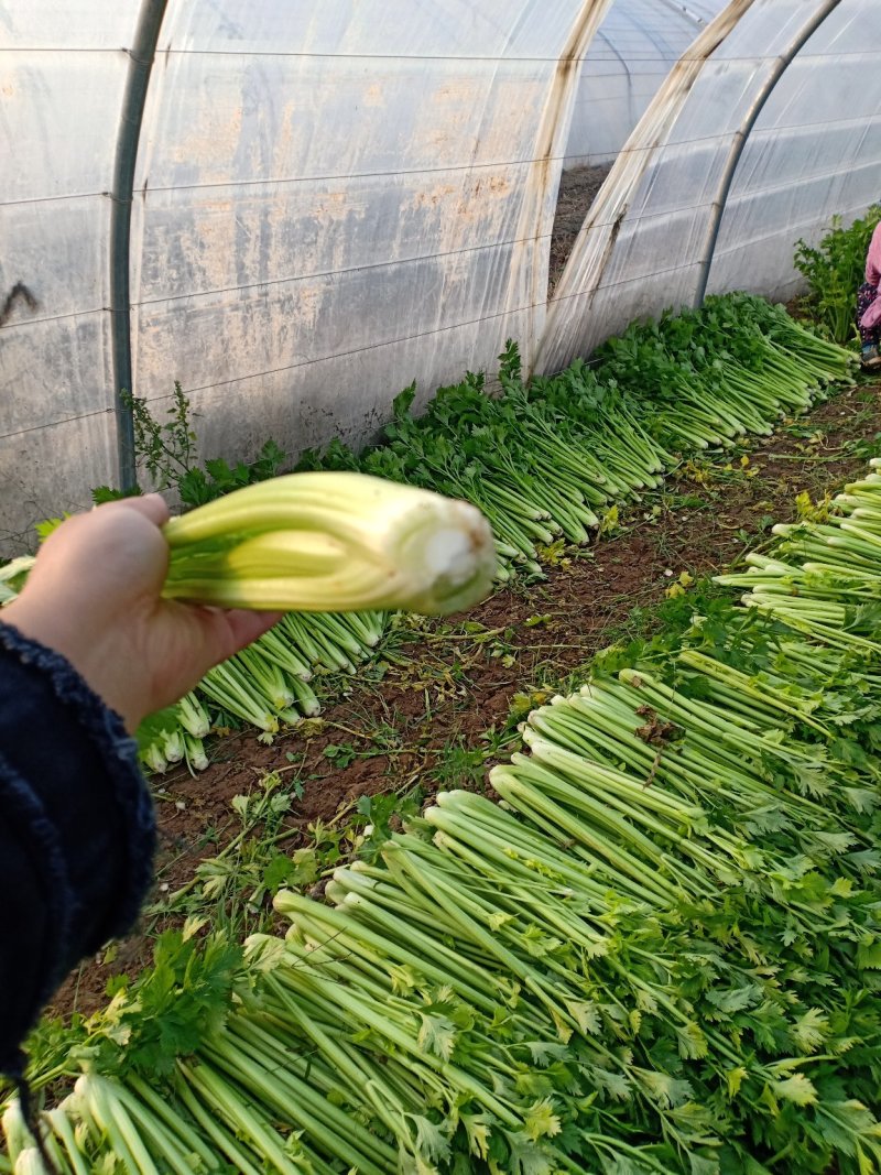 高陵何村万亩精品芹菜大量上市质量保证价格合适欢迎订购