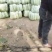 产地大量供应山东肥城北京新三号大白菜，全国发货！
