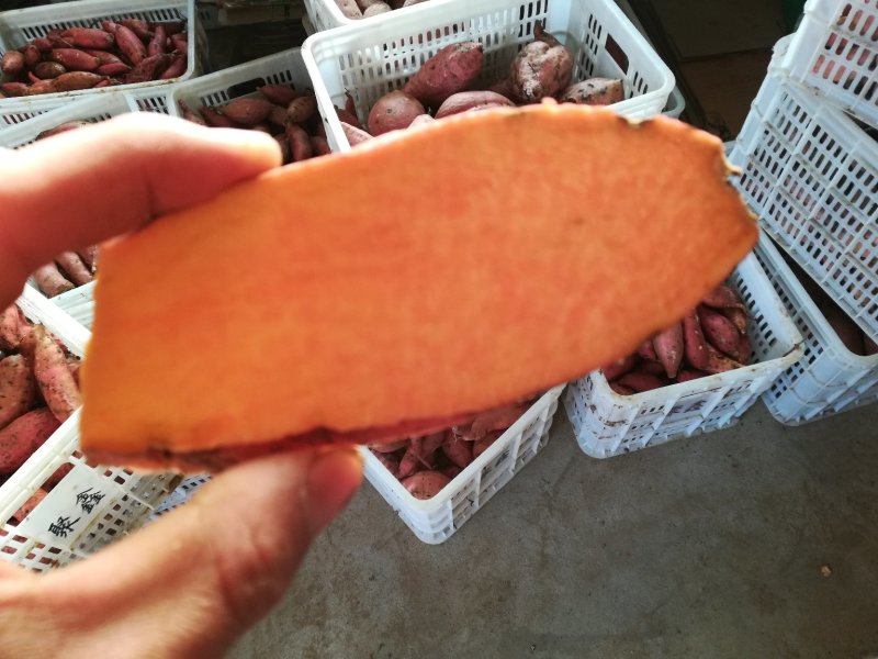 烟薯25基地批发储存代办红皮红心沙地蜜薯烤薯电商