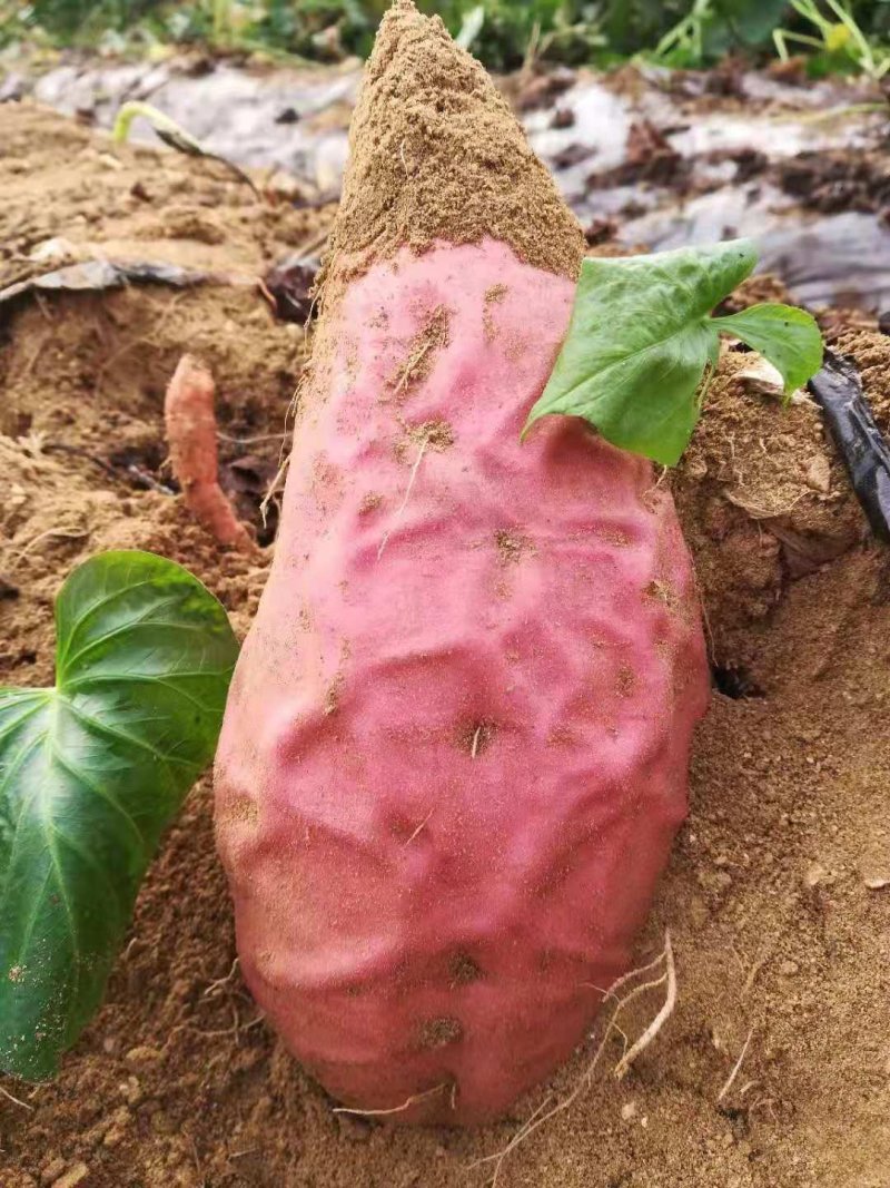 烟薯25基地批发储存代办红皮红心沙地蜜薯烤薯电商