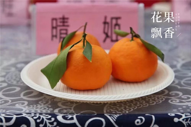 晴姬柑桔苗一年苗产地直销杜绝假苗包存活包运输量大从优