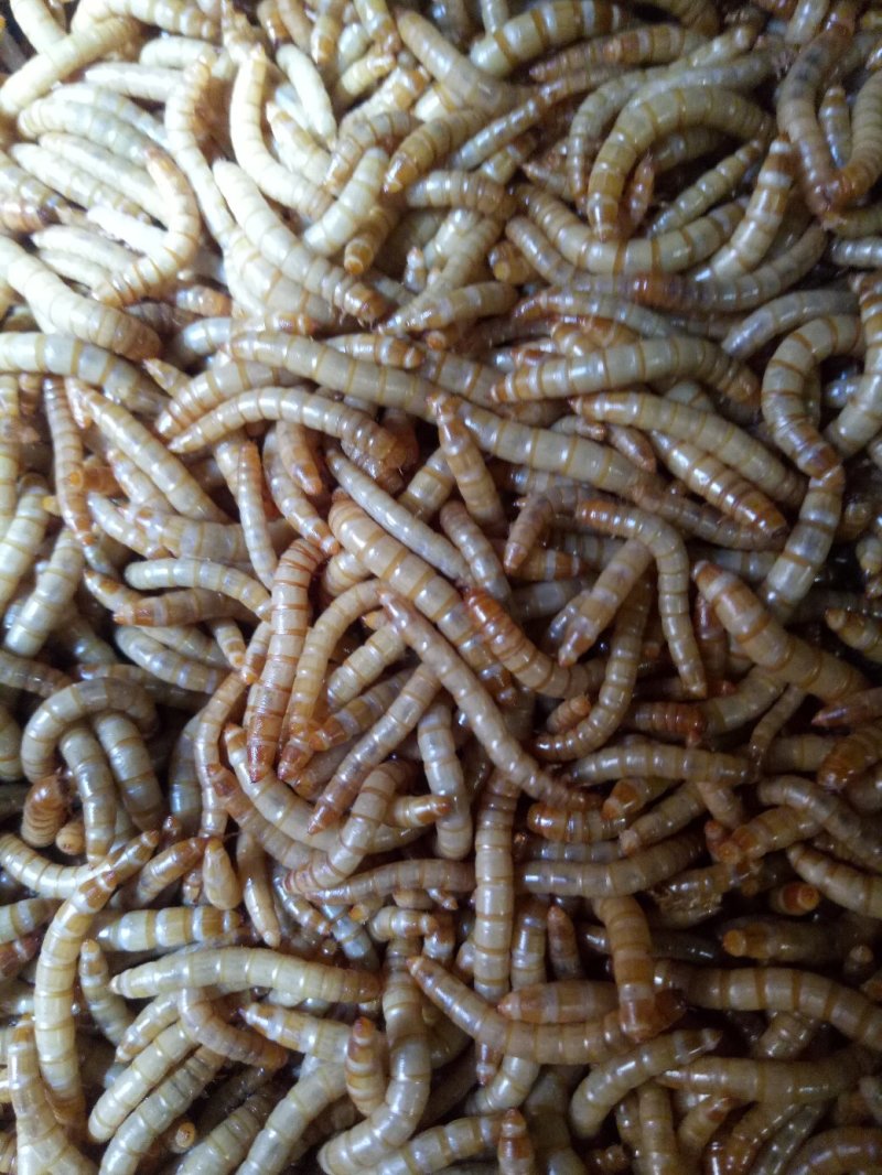 黄粉虫面包虫