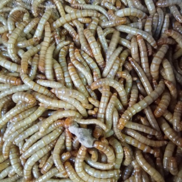 黄粉虫面包虫