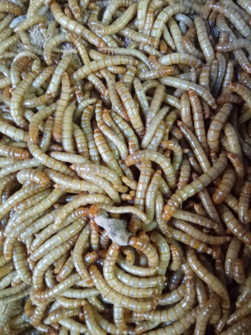 黄粉虫面包虫
