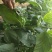 山东安丘市纯绿色优质种植的水果五彩椒