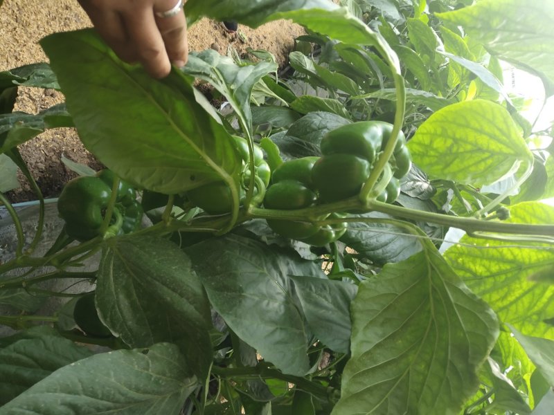 山东安丘市纯绿色优质种植的水果五彩椒