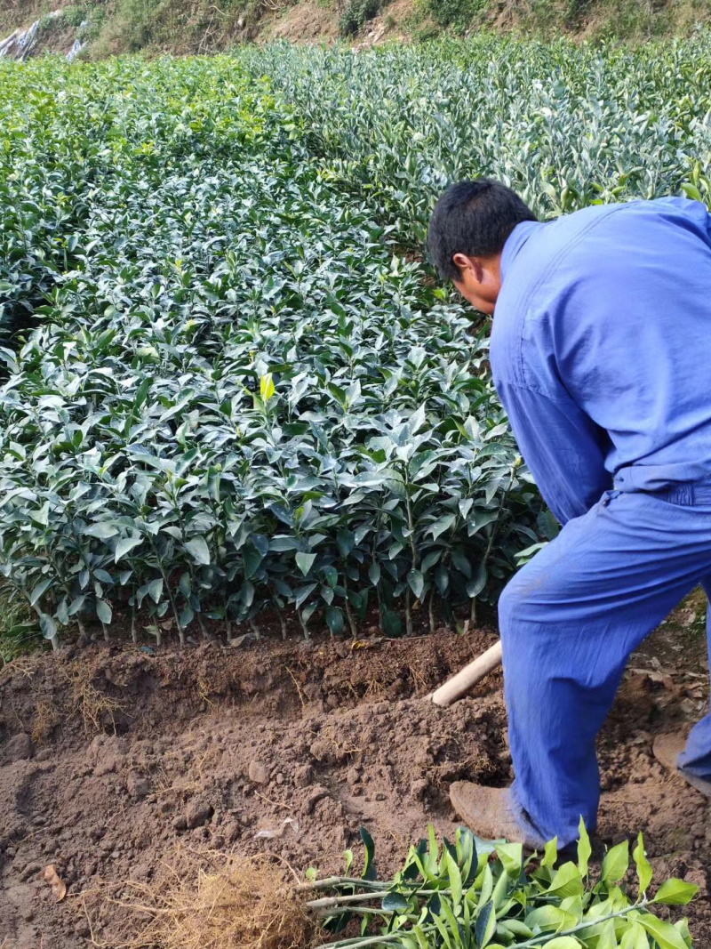 甘萍柑桔苗（小苗）一年苗全国供应包存活包运输量大从优