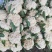 菜花花菜散花白面青梗市场货电商货多多买菜美团