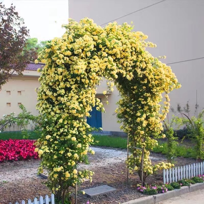 花墙爬藤欧月价格便宜