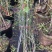 花墙爬藤欧月价格便宜