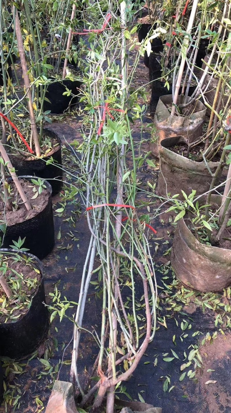花墙爬藤欧月价格便宜