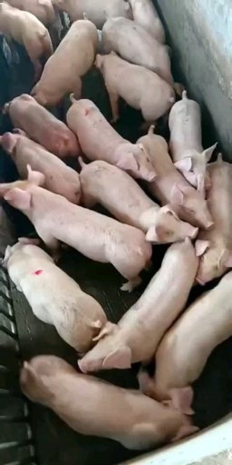 山东长白约克杜洛克仔猪20~30斤苗猪仔猪生猪种母猪供